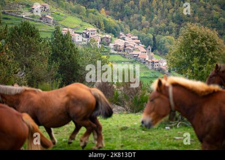 Mares, cavalli e nemici in discesa. Tria de mulats d'Espinavell, El Ripollès, Girona. Selezione di nemici nati in montagna da vendere sul mercato. Foto Stock