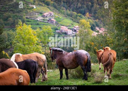 Mares, cavalli e nemici in discesa. Tria de mulats d'Espinavell, El Ripollès, Girona. Selezione di nemici nati in montagna da vendere sul mercato. Foto Stock