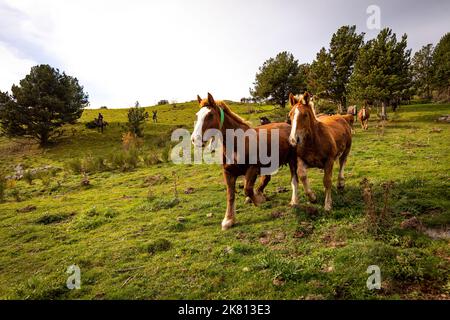 Mares, cavalli e nemici in discesa. Tria de mulats d'Espinavell, El Ripollès, Girona. Selezione di nemici nati in montagna da vendere sul mercato. Foto Stock