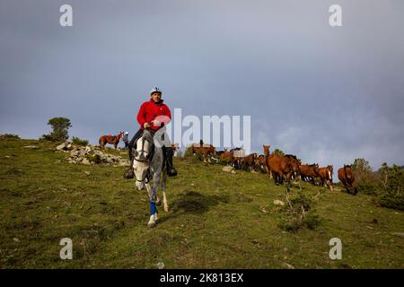 Mares, nemici e pastore di cavalli. Tria de mulats d'Espinavell, El Ripollès, Girona. Selezione di nemici nati in montagna da vendere nella città di Espinavell. Foto Stock