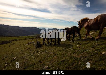 Mares, nemici e pastore di cavalli. Tria de mulats d'Espinavell, El Ripollès, Girona. Selezione di nemici nati in montagna da vendere nella città di Espinavell. Foto Stock