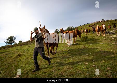 Mares, nemici e pastore di cavalli. Tria de mulats d'Espinavell, El Ripollès, Girona. Selezione di nemici nati in montagna da vendere nella città di Espinavell. Foto Stock