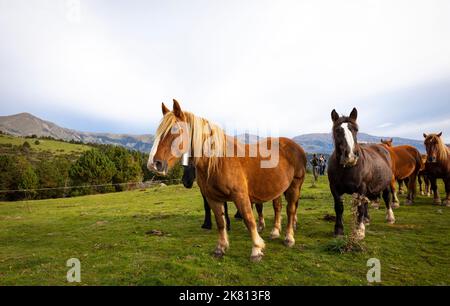 Mares sulla montagna. Tria de mulats d'Espinavell, El Ripollès, Girona. Selezione di nemici nati in montagna a fine primavera - estate da vendere. Foto Stock