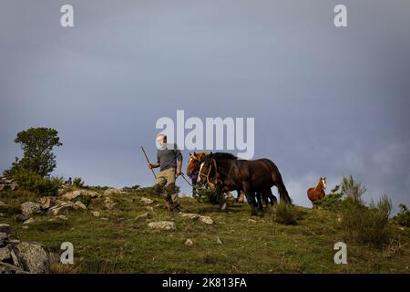 Mares, nemici e pastore di cavalli. Tria de mulats d'Espinavell, El Ripollès, Girona. Selezione di nemici nati in montagna da vendere nella città di Espinavell. Foto Stock