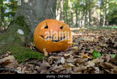 Zucca di Halloween intagliata con una faccia di grinning si erge sull'albero Foto Stock