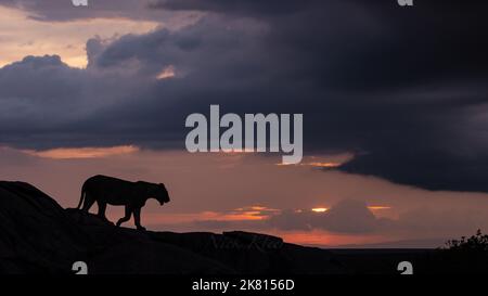 Lionessa Africana, fotografata in un safari a Serengeti, Tanzania Foto Stock