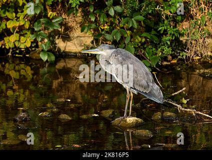 Heron Egret 091022 e-M1X Foto Stock