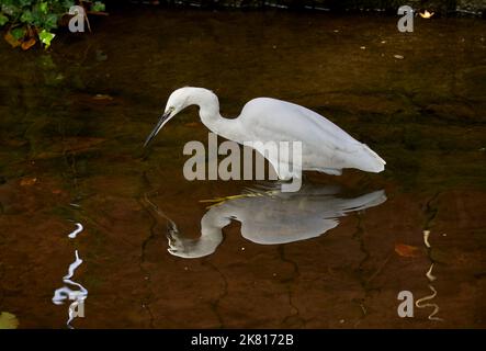 Heron Egret 091022 e-M1X Foto Stock