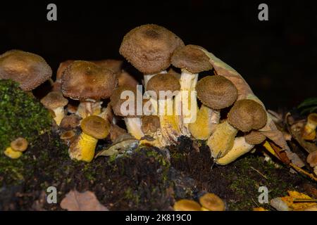 Molti funghi del miele che crescono tra muschio, anche chiamato Armillaria ostoyae o hallimasch dunkler Foto Stock