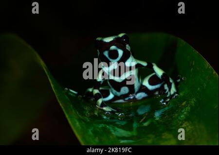 Verde e nero Poison Dart Frog (Dendrobates auratus) su una foglia, Costa Rica. Foto Stock