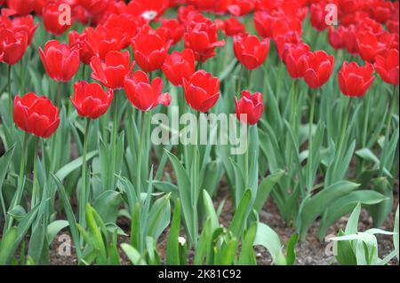 Rosso con base bianca Tulipani Triumph (Tulipa) Fragola ghiaccio fiorire in un giardino nel mese di aprile Foto Stock