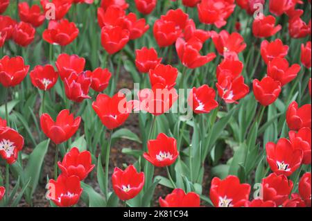 Rosso con base bianca Tulipani Triumph (Tulipa) Fragola ghiaccio fiorire in un giardino nel mese di aprile Foto Stock