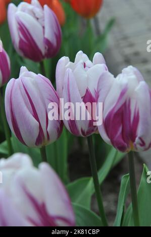 Tulipani Triumph (Tulipa) a strisce Flag fiorire in un giardino nel mese di marzo Foto Stock