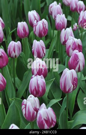 Tulipani Triumph (Tulipa) a strisce Flag fiorire in un giardino nel mese di marzo Foto Stock