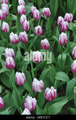 Tulipani Triumph (Tulipa) a strisce Flag fiorire in un giardino nel mese di marzo Foto Stock