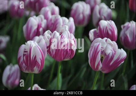 Tulipani Triumph (Tulipa) a strisce Flag fiorire in un giardino nel mese di aprile Foto Stock