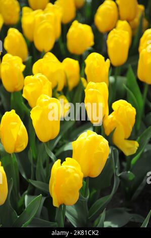 Tulipani gialli Triumph (Tulipa) forte fioritura d'oro in un giardino nel mese di aprile Foto Stock