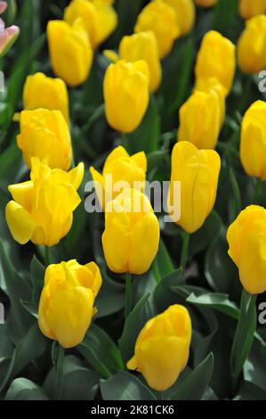 Tulipani gialli Triumph (Tulipa) forte fioritura d'oro in un giardino nel mese di aprile Foto Stock