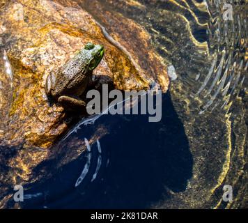 Primo piano di una rana che riposa su una roccia sul bordo dell'acqua in una giornata di sole brillante in agosto. High Falls, Algonquin Provincial Park. Foto Stock