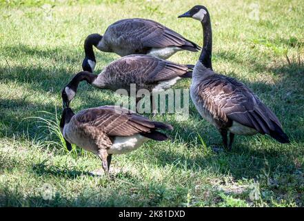 Primo piano di un gregge di oche canadesi che foraggiano per il cibo nel prato corto in una giornata di sole nel mese di agosto. Foto Stock