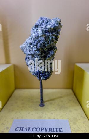 La calcopirite è un minerale di solfuro di ferro di rame e il minerale di minerale di rame più abbondante. Formula chimica CuFeS2 e cristallizza nel tetragonale Foto Stock