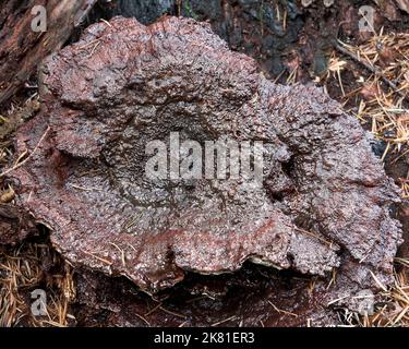 Primo piano di un fungo decadente che cresce nel muschio verde brillante su un albero caduto in un giorno di caduta Foto Stock