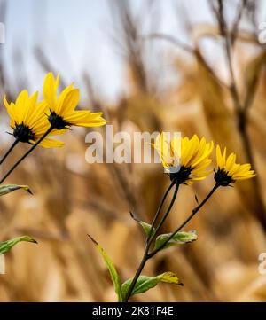 Primo piano di una pianta di girasole selvatica che sta crescendo sul lato di una strada in una giornata fredda in ottobre con un campo di mais sfocato sullo sfondo. Foto Stock