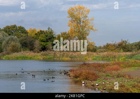 Dinton Pastures Country Park, Berkshire, Inghilterra, Regno Unito. Vista delle anatre e degli altri uccelli sul lago di Lavell dalla pelle di Bittern. Foto Stock