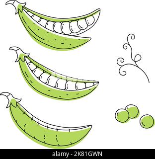 Imposta il pisello verde con il contorno del doodle con un punto. Illustrazione vettoriale disegnata a mano per l'imballaggio isolato su sfondo trasparente Illustrazione Vettoriale