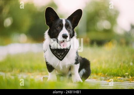 Divertente cane Corgi gallese Cardigan seduto sul sentiero. Il Corgi gallese è Un piccolo tipo di cane da Herding che ha avuto origine nel Galles. Primo piano verticale Foto Stock