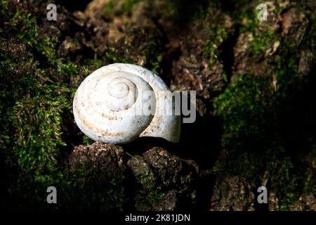 Valle di Maddaloni, Italia. 20th Ott 2022. Guscio di lumaca vuoto appoggiato su un tronco nei boschi della Valle di Maddaloni. Credit: Vincenzo Izzo/Alamy Live News Foto Stock