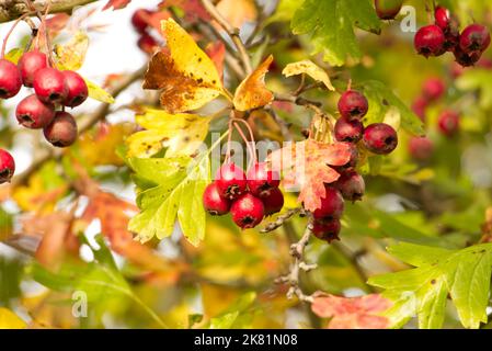 Primo piano di piccoli grappoli di bacche di biancospino rosso, mature e luminose, note anche come zampe che crescono su un erpice di biancospino (Crataegus monogyna) in autunno. Foto Stock