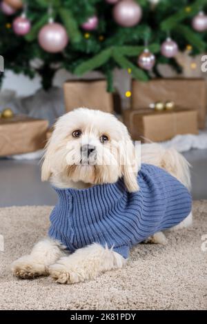 Carino bichon havanese cane studio shot Foto Stock