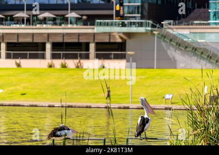 Pellicani che riposano lungo il fiume Torrens all'Elder Park nel CBD di Adelaide, Australia Meridionale Foto Stock