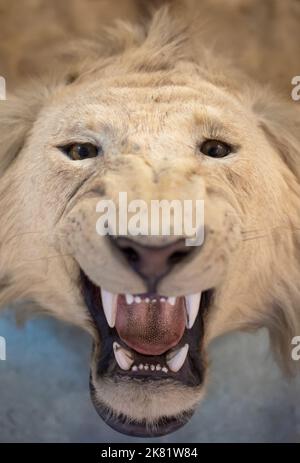 Testa di leone di manie ripieno sul pavimento Foto Stock