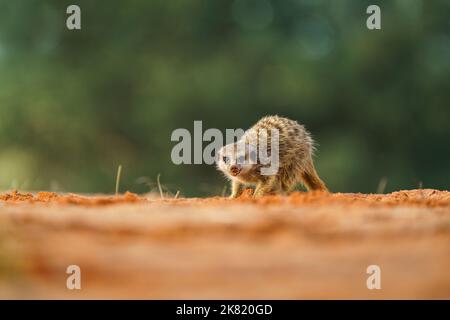 Meerkat Baby (Suricata suricatta) cerca cibo. Kgalagadi Transfrontier Park, Kalahari, Sudafrica Foto Stock