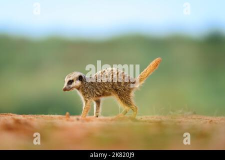 Meerkat Baby (Suricata suricatta) cerca cibo. Kgalagadi Transfrontier Park, Kalahari, Sudafrica Foto Stock