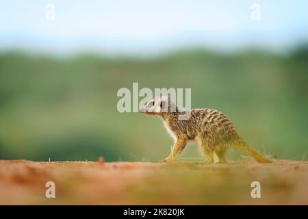 Meerkat Baby (Suricata suricatta) cerca cibo. Kgalagadi Transfrontier Park, Kalahari, Sudafrica Foto Stock