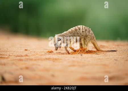 Meerkat baby (Suricata suricatta) scavare per cibo in sabbia rossa. Kgalagadi Transfrontier Park, Kalahari, Sudafrica Foto Stock