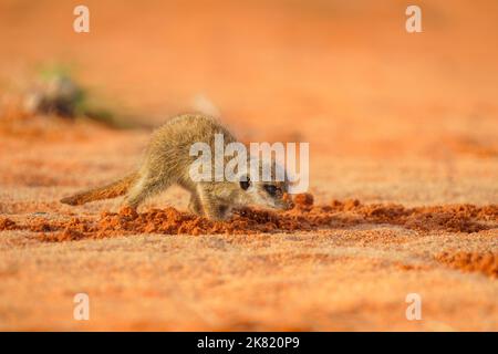 Meerkat baby (Suricata suricatta) scavare per cibo in sabbia rossa. Kgalagadi Transfrontier Park, Kalahari, Sudafrica Foto Stock