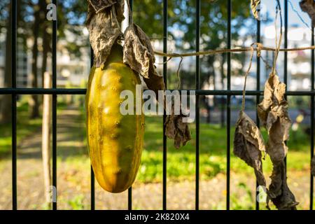 Particolare di cetriolo overmature nel piccolo giardino della città, fuoco selettivo Foto Stock