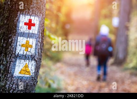 Sentiero turistico segni su albero nella foresta Foto Stock