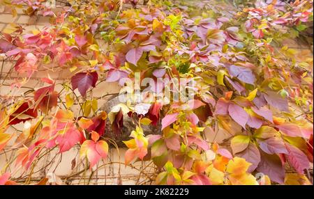 Le foglie di acero rosso, giallo e arancione riflettono il sole del mattino. Fuoco selettivo Foto Stock