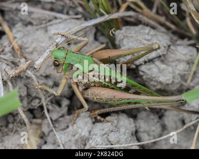 Singola femmina della verrucivorus (Decticus verrucivorus) nella riserva naturale speciale Gornje Podunavlje in Serbia Foto Stock