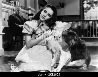 Elizabeth Taylor & Lassie Film: Courage of Lassie (1943) personaggi: Kathie Merrick & regista: Wilcox 01 settembre 1946 **AVVERTENZA** questa fotografia è solo per uso editoriale ed è copyright di MGM e/o del fotografo assegnato dalla Film o dalla Production Company e può essere riprodotta solo da pubblicazioni in concomitanza con la promozione del film di cui sopra. È richiesto un credito obbligatorio a MGM. Il fotografo deve essere accreditato anche quando è noto. Nessun uso commerciale può essere concesso senza autorizzazione scritta da parte della Film Company. Foto Stock