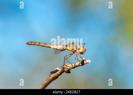 Darter a veline rosse Sympetrum fonscolombii Libellulidae. Libellula femmina gialla e verde Foto Stock