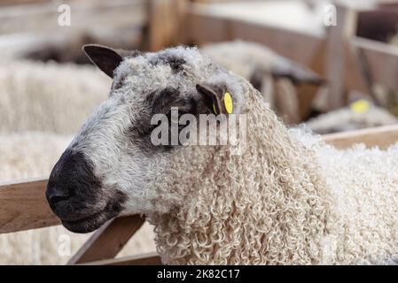 Mostra pronta pecora Wensleydale Foto Stock