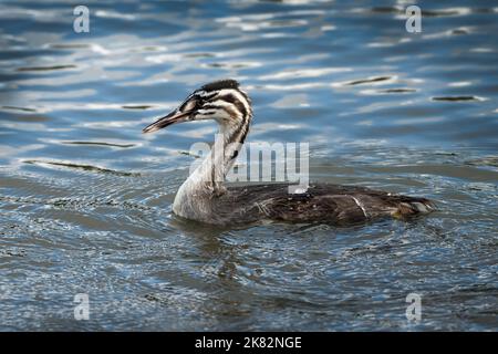 Giovane Grande Crested Grebe ha una cresta impressionante in cima alla testa quando un adulto Foto Stock