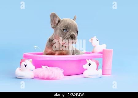 Cucciolo di cane Bulldog francese in vasca da bagno rosa con anatre di gomma su sfondo blu Foto Stock