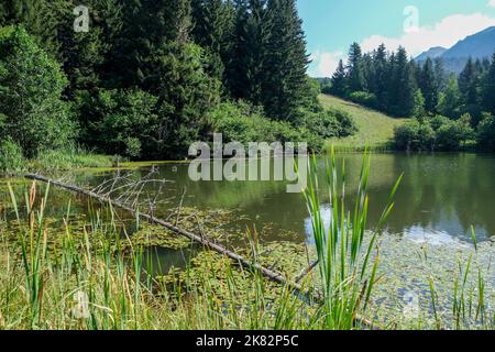 Le bellezze naturali della provincia di Artvin offrono una vista meravigliosa ai suoi visitatori in estate. Curuspil yaylası ardanuj artvin. Foto Stock